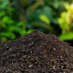 fertile soil background for environmental theme fertile soil background for environmental theme